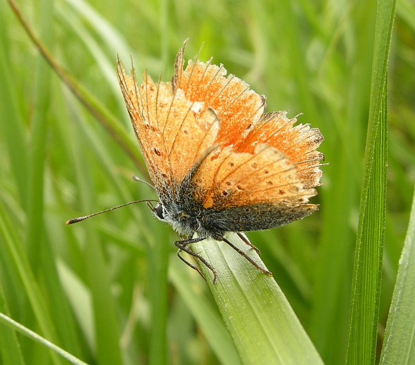 Paleochrysophanus hippothoe?