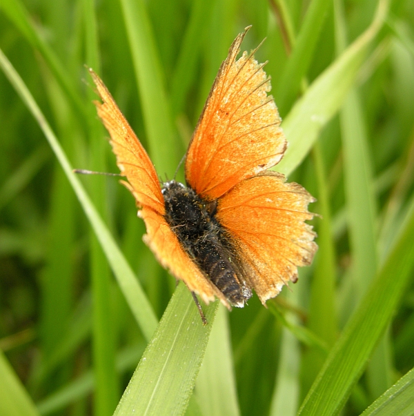 Paleochrysophanus hippothoe?