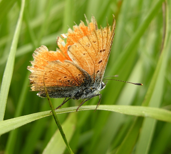 Paleochrysophanus hippothoe?