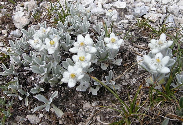 Leontopodium nivale / Stella alpina  appenninica