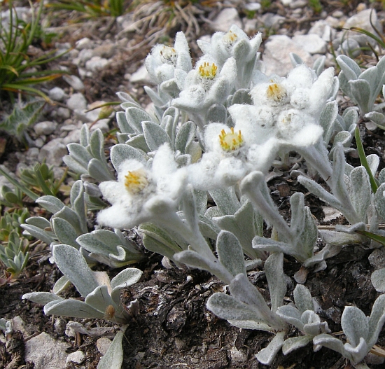 Leontopodium nivale / Stella alpina  appenninica