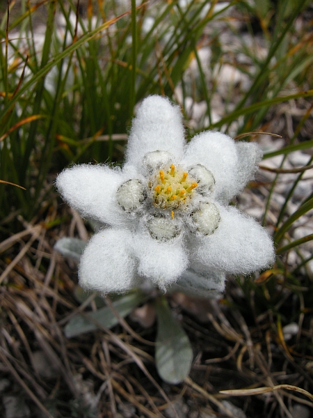 Leontopodium nivale / Stella alpina  appenninica