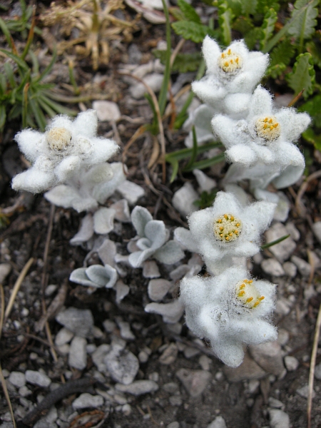 Leontopodium nivale / Stella alpina  appenninica