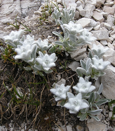 Leontopodium nivale / Stella alpina  appenninica