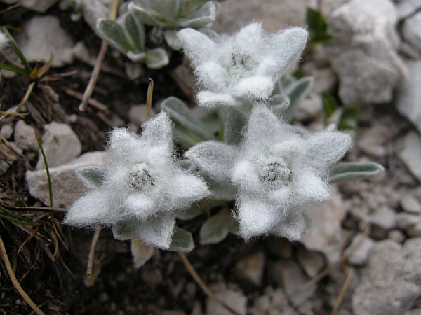 Leontopodium nivale / Stella alpina  appenninica