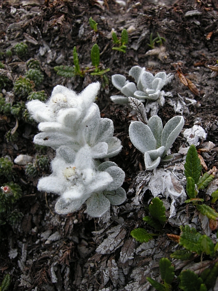 Leontopodium nivale / Stella alpina  appenninica