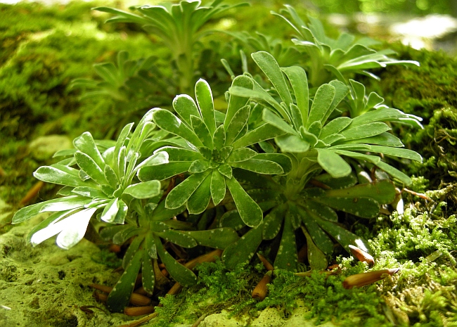 Saxifraga porophylla