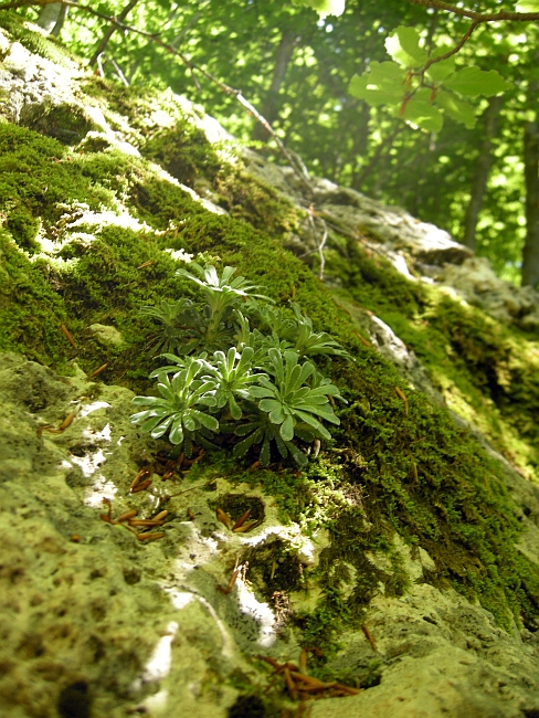 Saxifraga porophylla