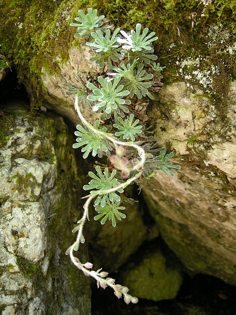 Saxifraga porophylla