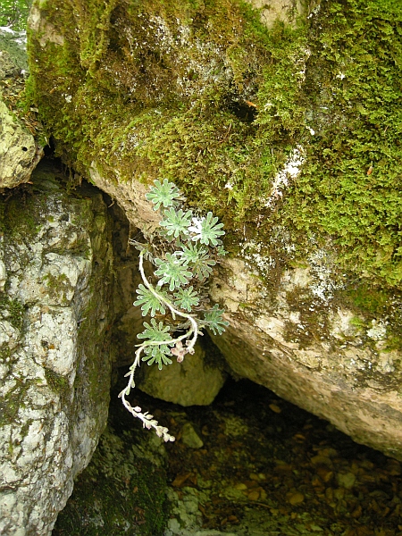 Saxifraga porophylla