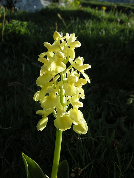 Orchis Pallens?