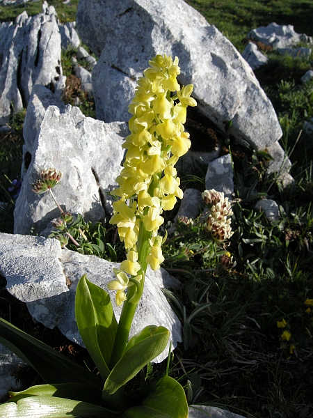 Orchis Pallens?