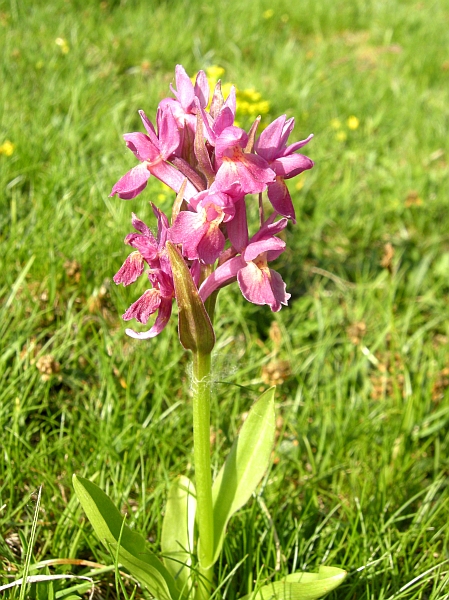 Dactylorhiza sambucina del Parco Nazionale d''Abruzzo