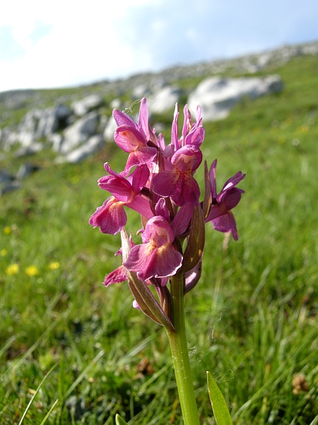 Dactylorhiza sambucina del Parco Nazionale d''Abruzzo