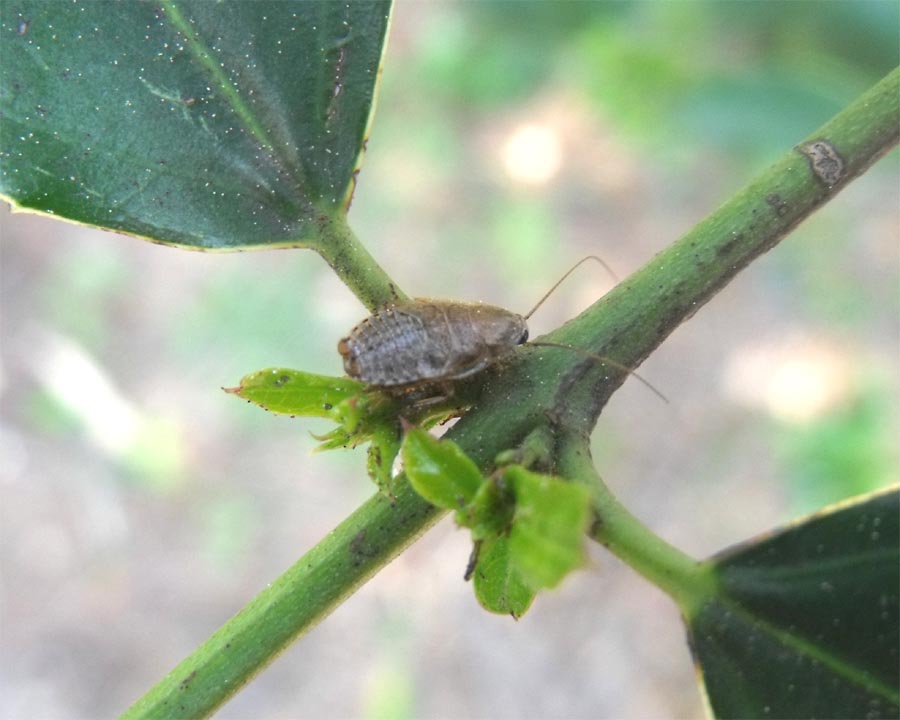 Blattina: probabile Phyllodromica sp.