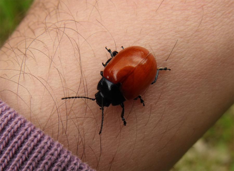 Chrysomelidae da ID