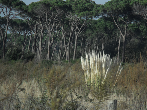 Cortaderia selloana