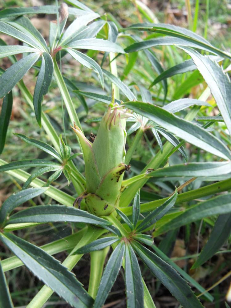 Helleborus foetidus