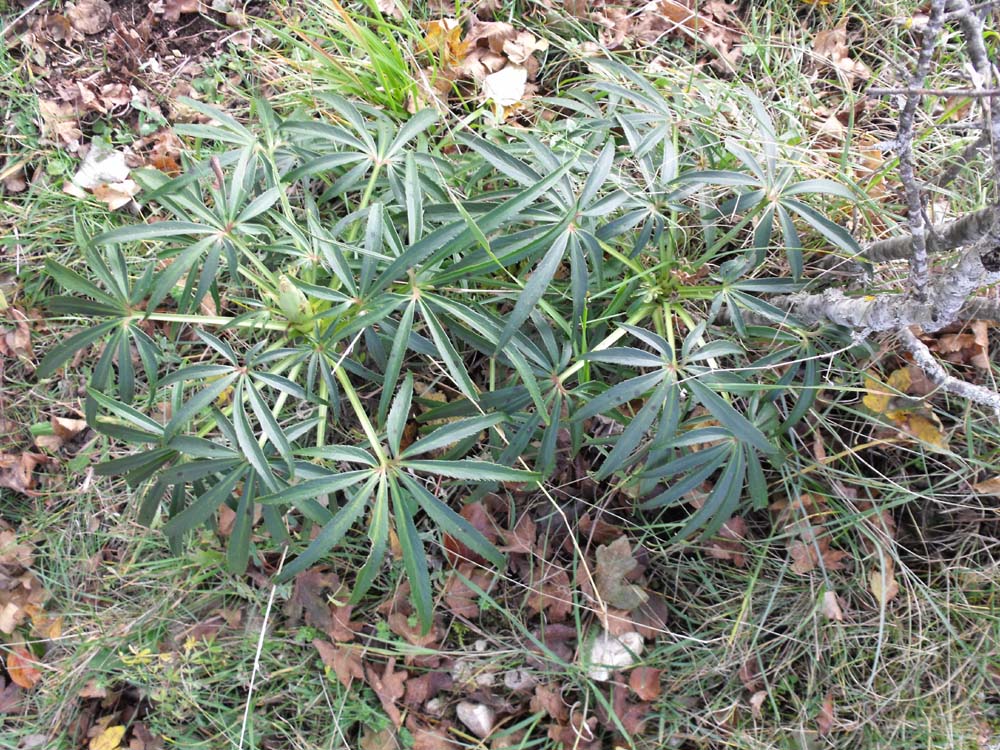 Helleborus foetidus