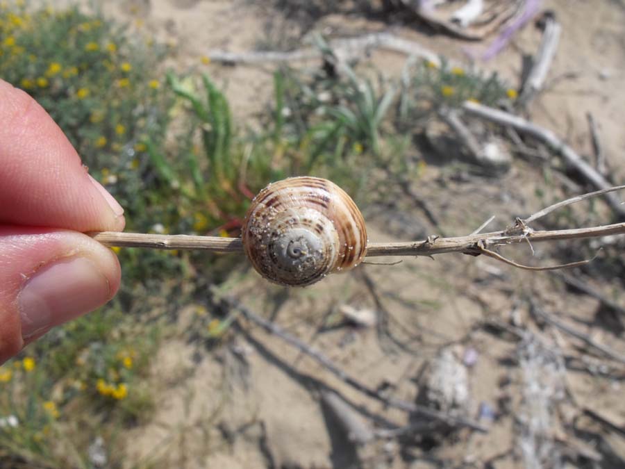 Gasteropode di spiaggia da ID