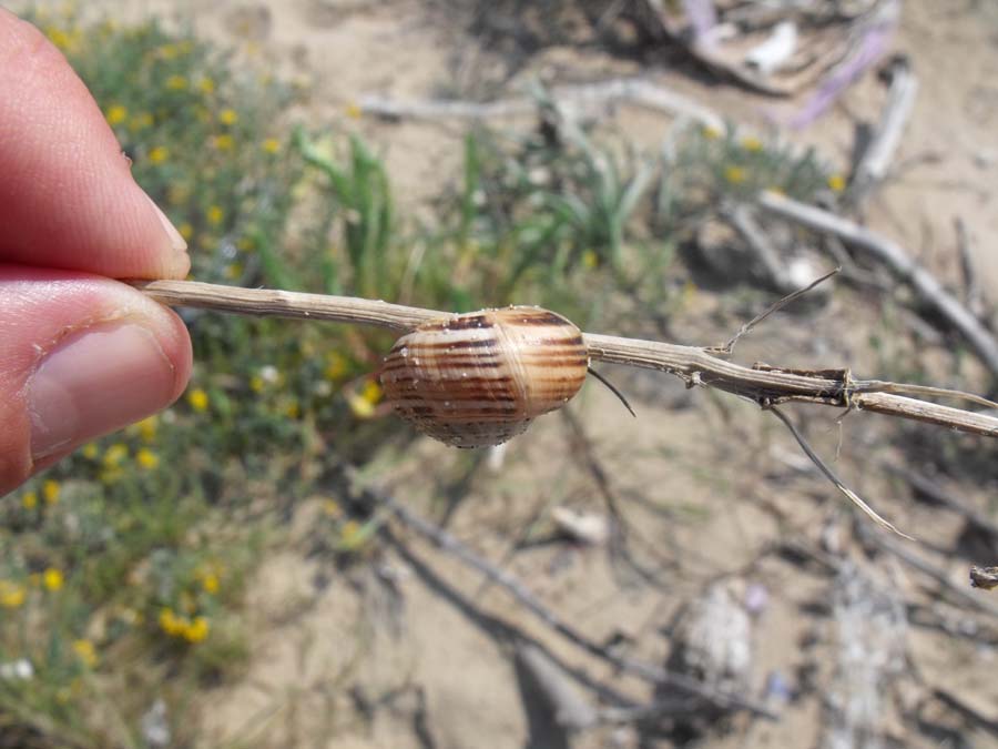 Gasteropode di spiaggia da ID