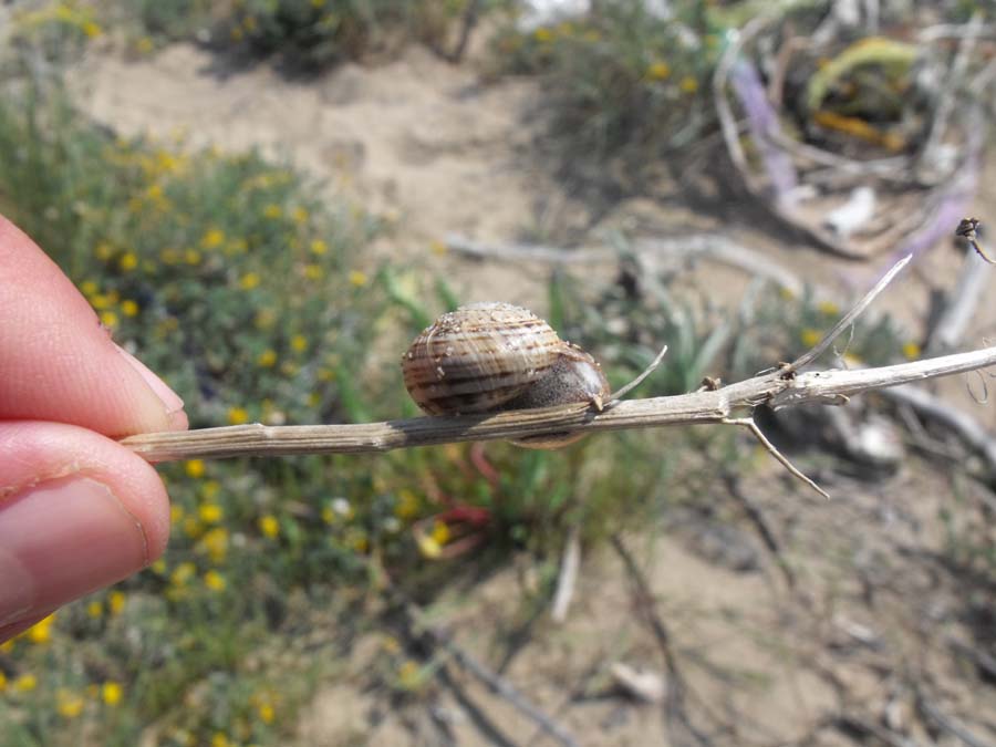 Gasteropode di spiaggia da ID