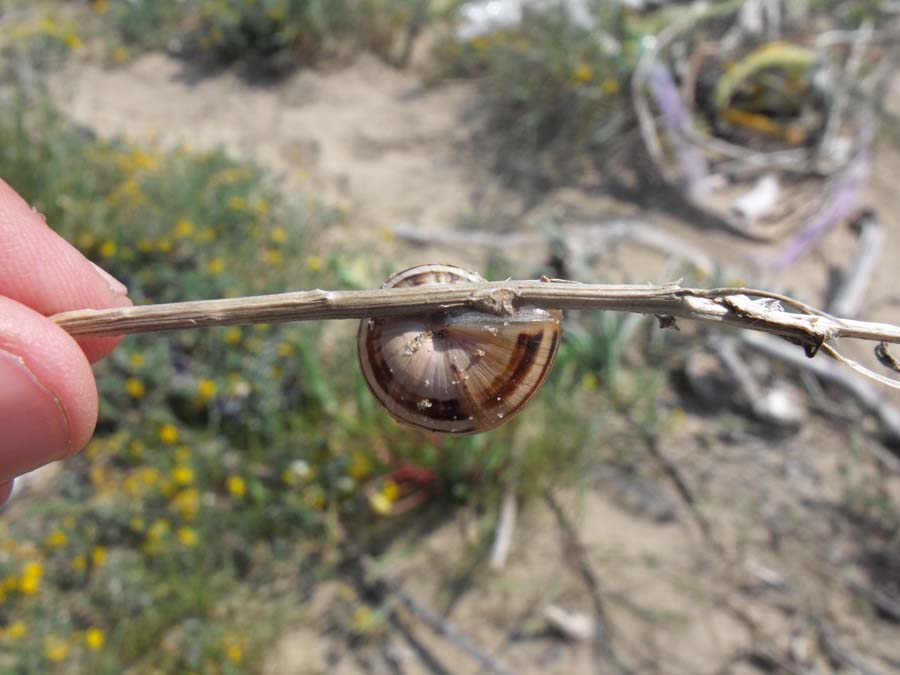 Gasteropode di spiaggia da ID