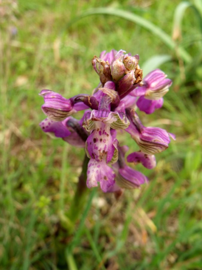 Orchis dal Gargano 1