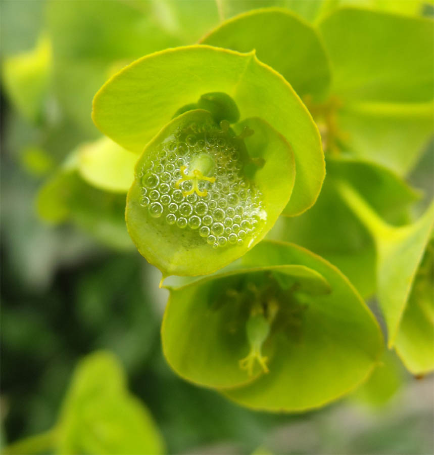 Euforbia maremmana da id - Euphorbia cfr. nicaeensis