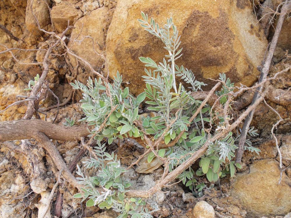 Arbusto costiero - Anthyllis barba-jovis