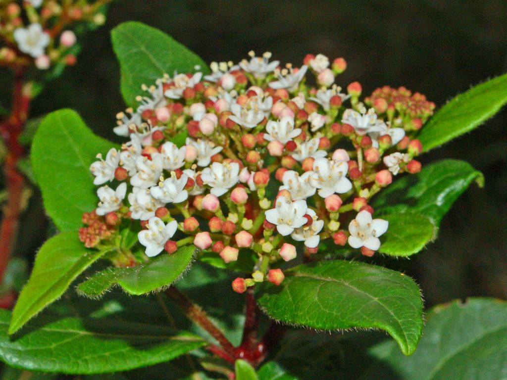 Viburnum tinus e Sambucus nigra