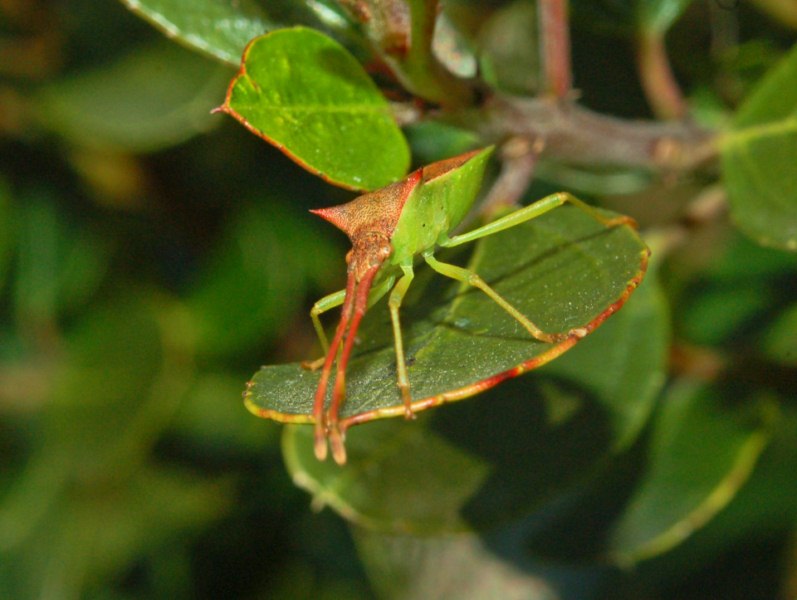 Coreidae: Gonocerus insidiator delle alture genovesi