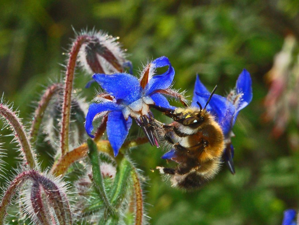 Sopra i fiori di borragine: Anthophora cfr plumipes