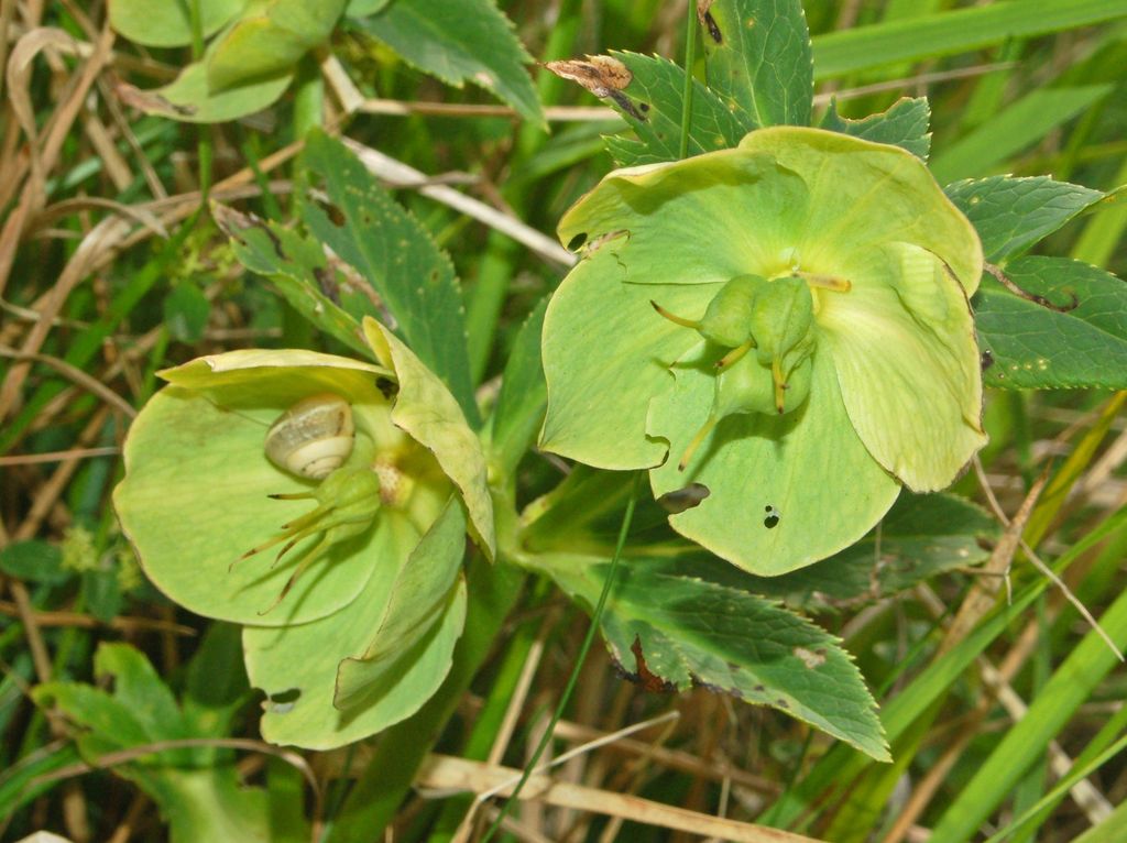 Helleborus viridis