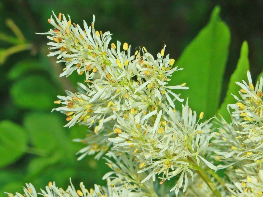 Fraxinus ornus