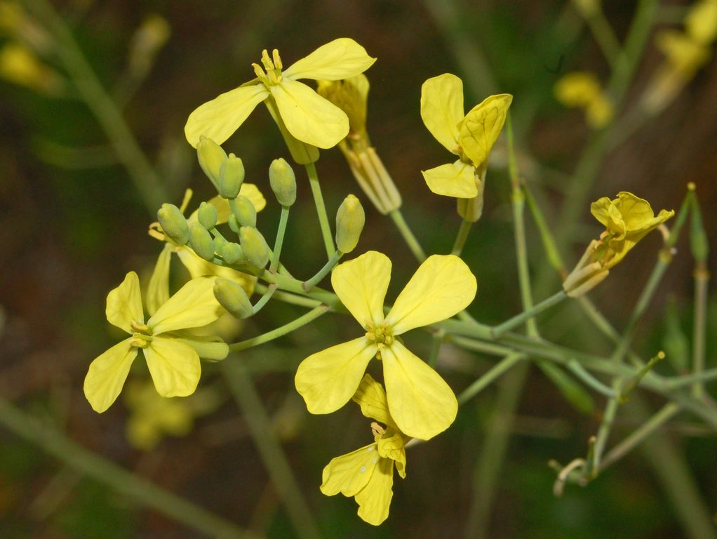 Raphanus raphanistrum subsp. landra / Ravanello selvatico