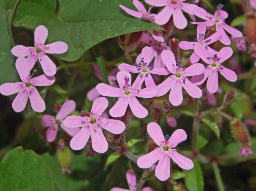 Saponaria ocymoides