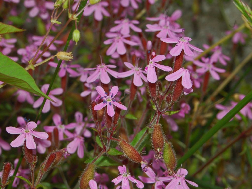 Saponaria ocymoides