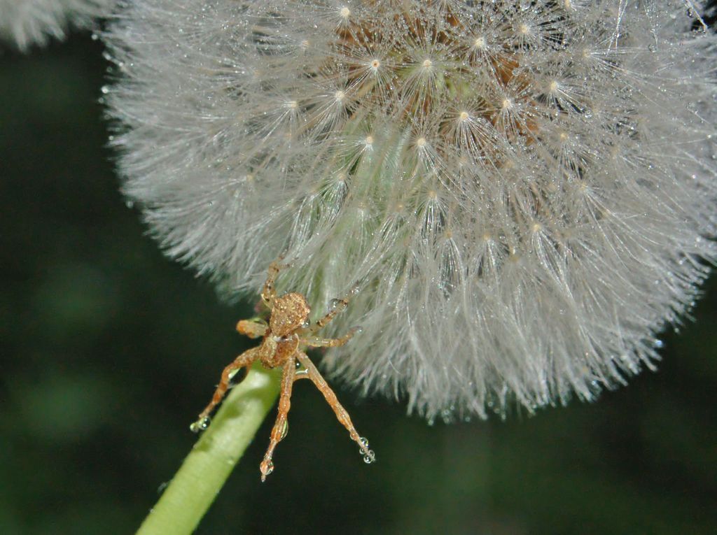 Un ragno bagnato: Xysticus sp.