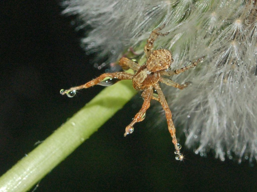 Un ragno bagnato: Xysticus sp.