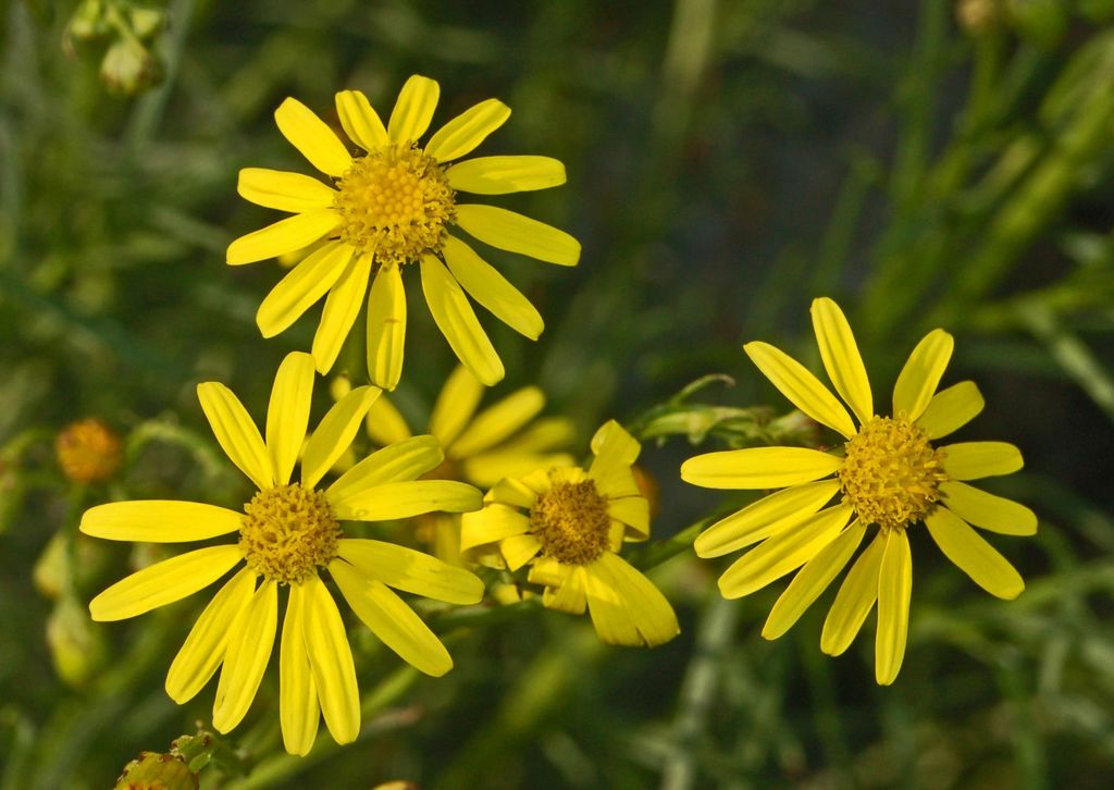 Senecio inaequidens