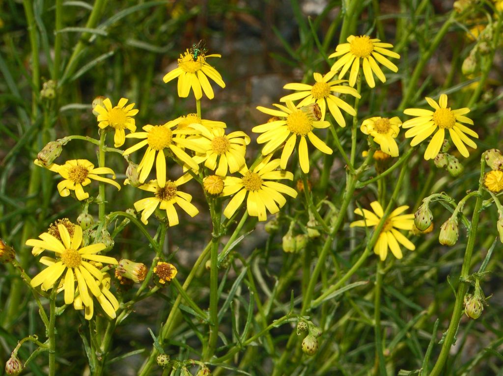 Senecio inaequidens