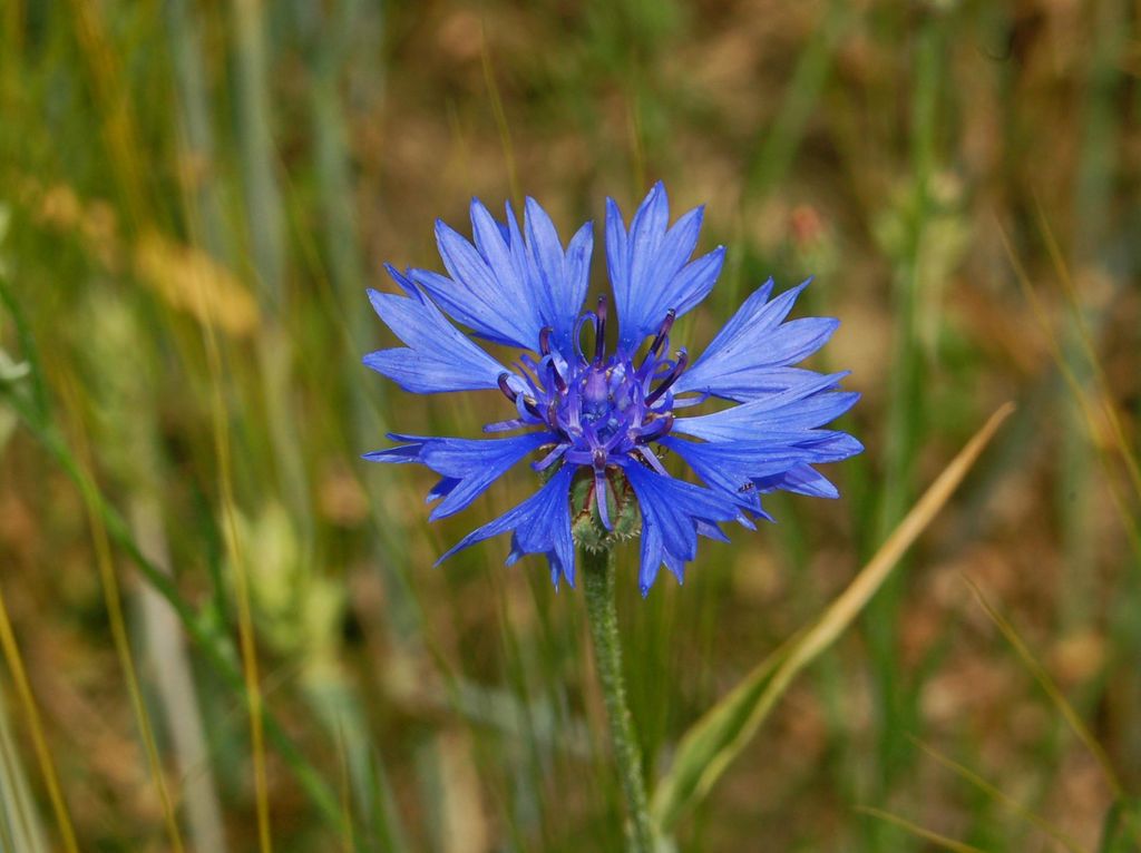 Centaurea cyanus / Fiordaliso vero