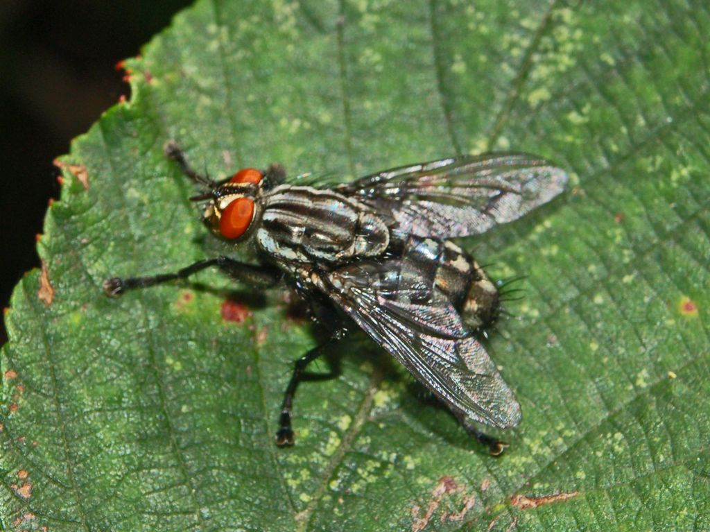 Una mosca dagli occhi rossi