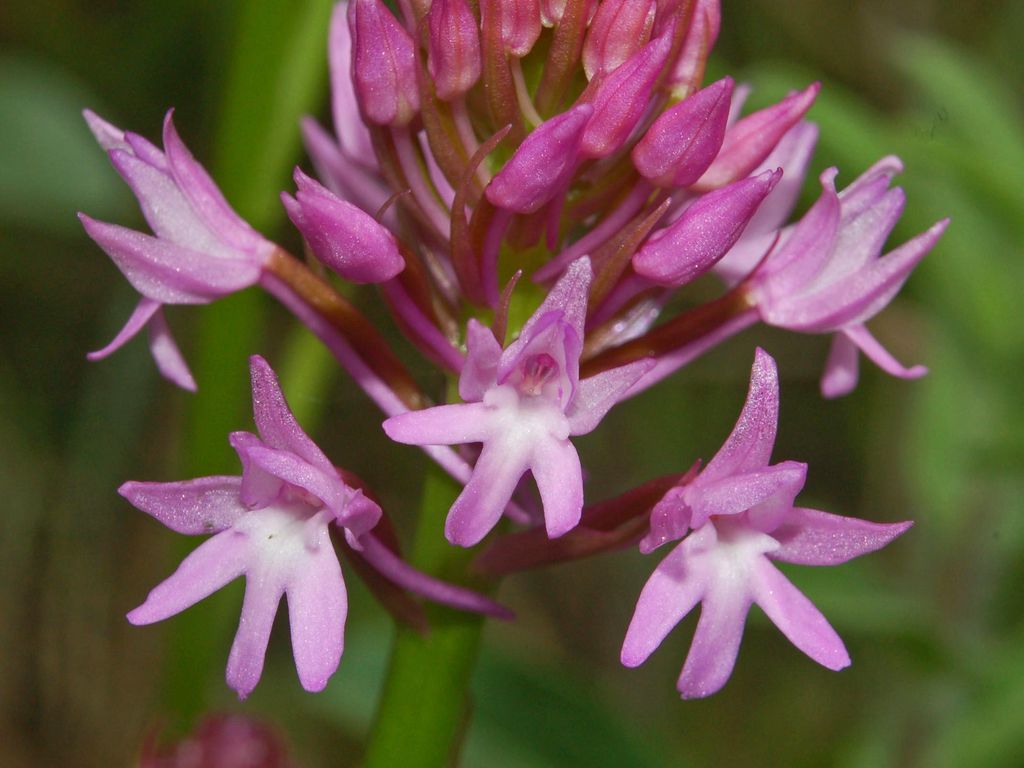 Anacamptis pyramidalis