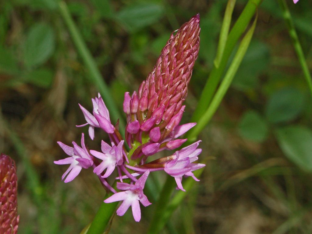 Anacamptis pyramidalis