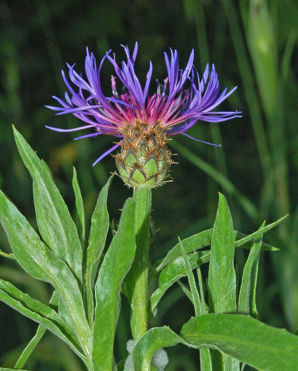 Centaurea triumfettii / Fiordaliso di Trionfetti