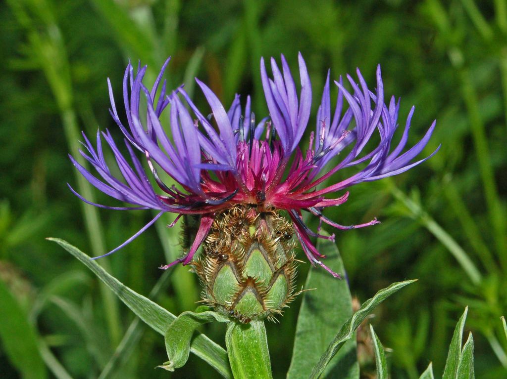 Centaurea triumfettii / Fiordaliso di Trionfetti