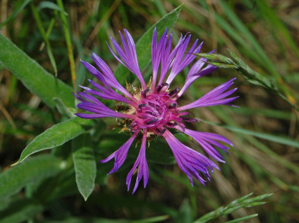 Centaurea triumfettii / Fiordaliso di Trionfetti