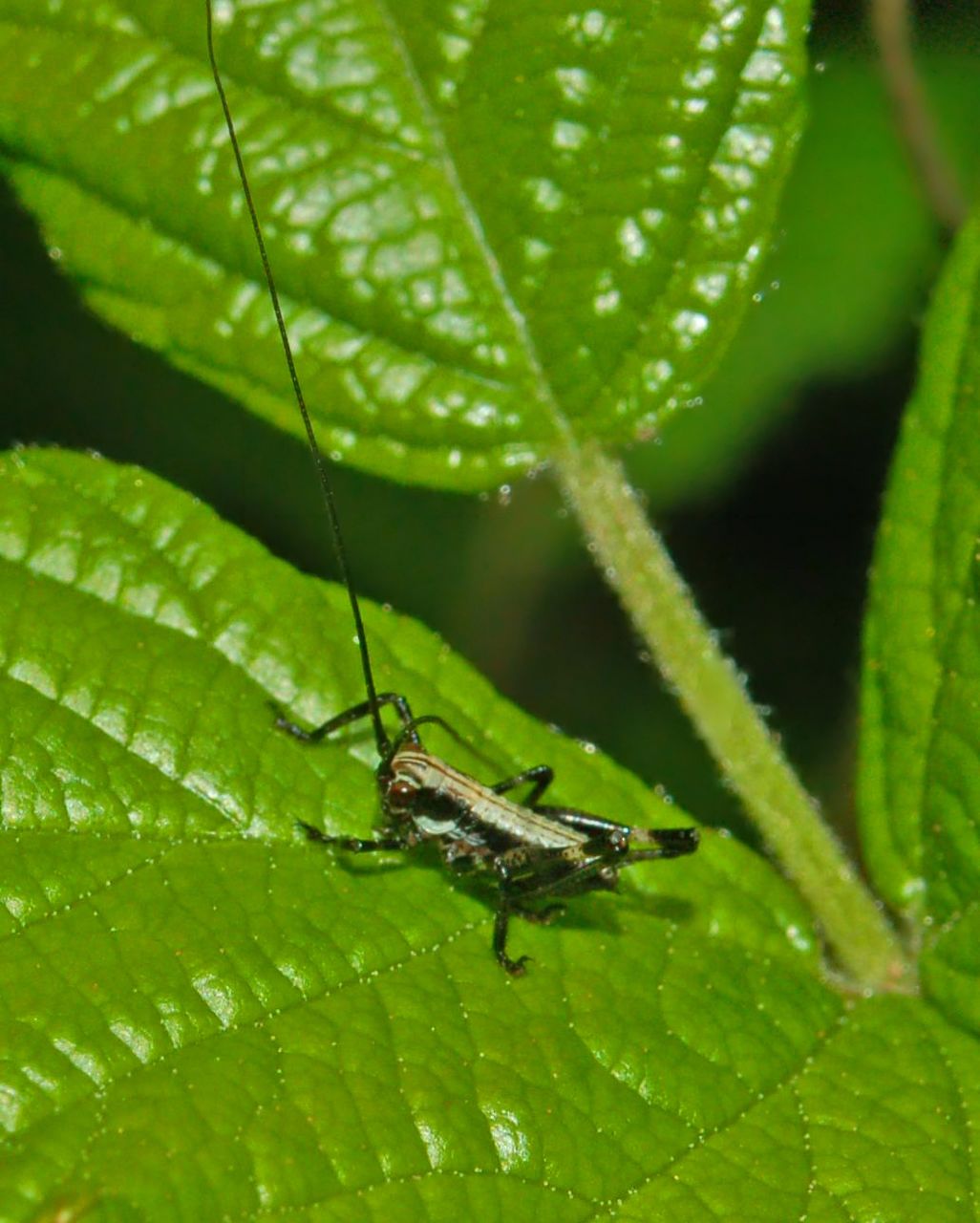 Delle lunghissime antenne: neanide di Tettigoniidae